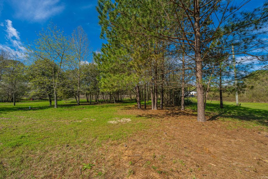 Natural landscape and outdoor views near  in Eutawville (Image 49).