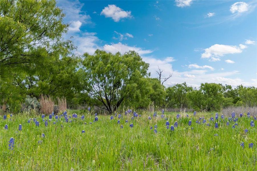 Natural landscape and outdoor views near  in Bangs (Image 32).