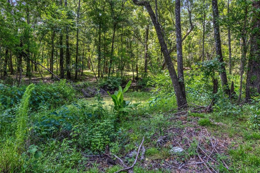 Natural landscape and outdoor views near  in Brooksville (Image 47).