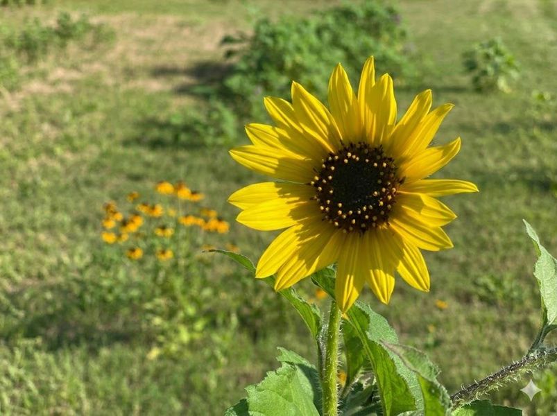 A vibrant sunflower stands tall amidst a naturally illuminated field of green.