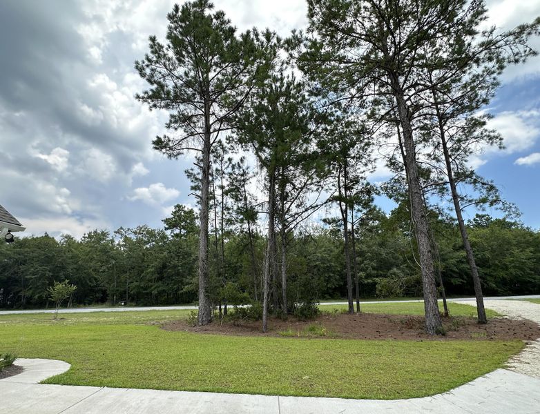 Natural landscape and outdoor views near  in Awendaw (Image 51).