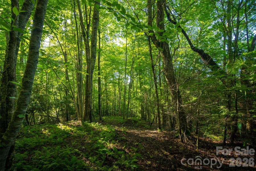 Natural landscape and outdoor views near  in Boone (Image 10).