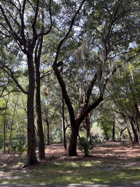 Natural landscape and outdoor views near  in Johns Island (Image 27).