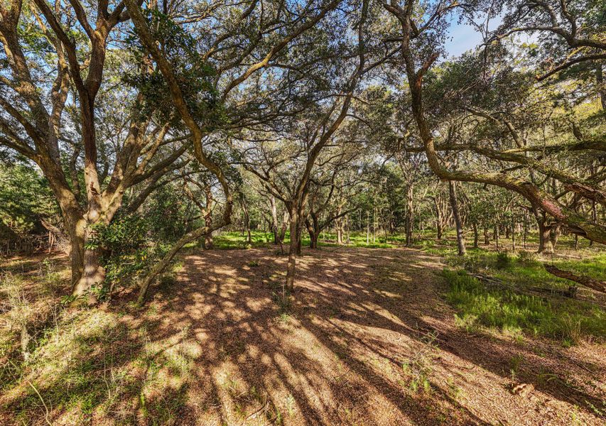 Natural landscape and outdoor views near  in Edisto Island (Image 17).