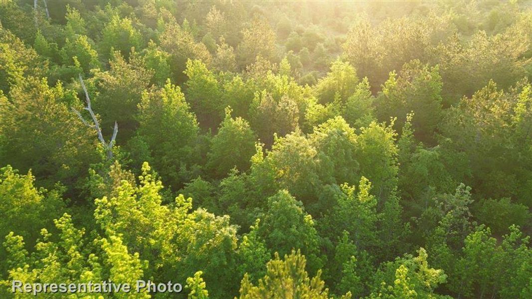 Kresston Trees