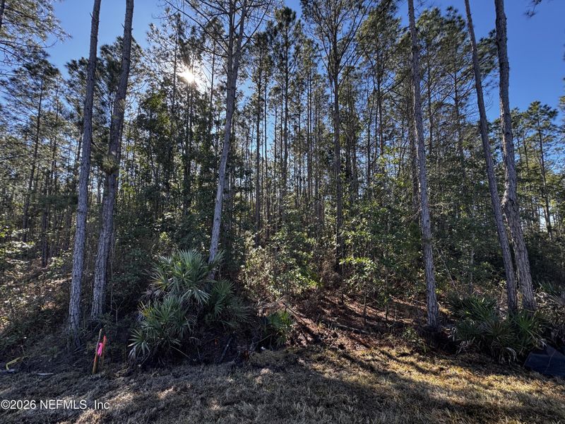 Natural landscape and outdoor views near Copes Landing in Jacksonville (Image 50).