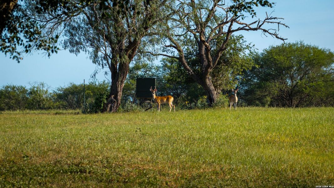 Natural landscape and outdoor views near  in Runge (Image 36).