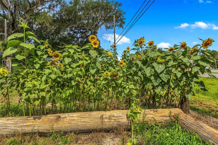 Natural landscape and outdoor views near  in Brooksville (Image 48).