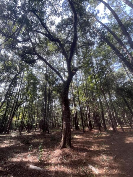 Natural landscape and outdoor views near  in Johns Island (Image 35).