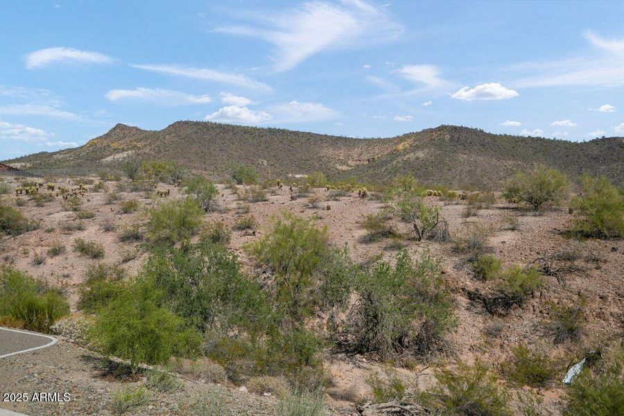 hj-az-phoenix-mystic-discovery-lily-lot-