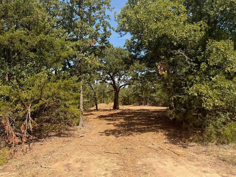 Gorgeous mature trees on this lot provide abounding beauty!