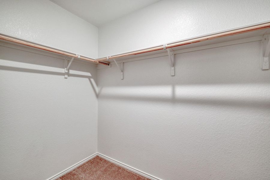Walk-in closet with white shelving, hanging rods, and carpet flooring