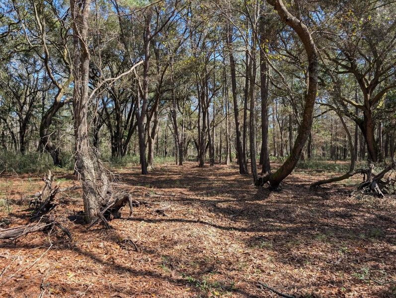 Natural landscape and outdoor views near  in Edisto Island (Image 57).