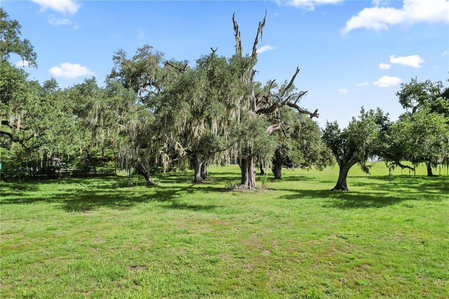 Natural landscape and outdoor views near  in Dade City (Image 14).