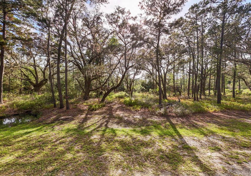 Natural landscape and outdoor views near  in Edisto Island (Image 56).