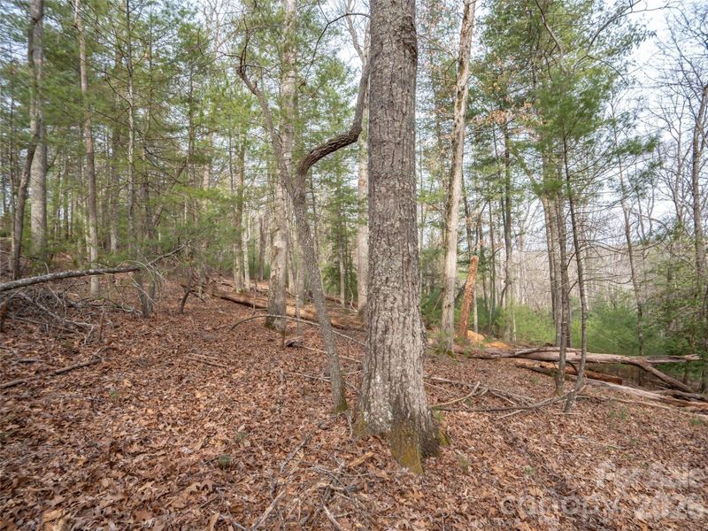 Natural landscape and outdoor views near  in Asheville (Image 10).