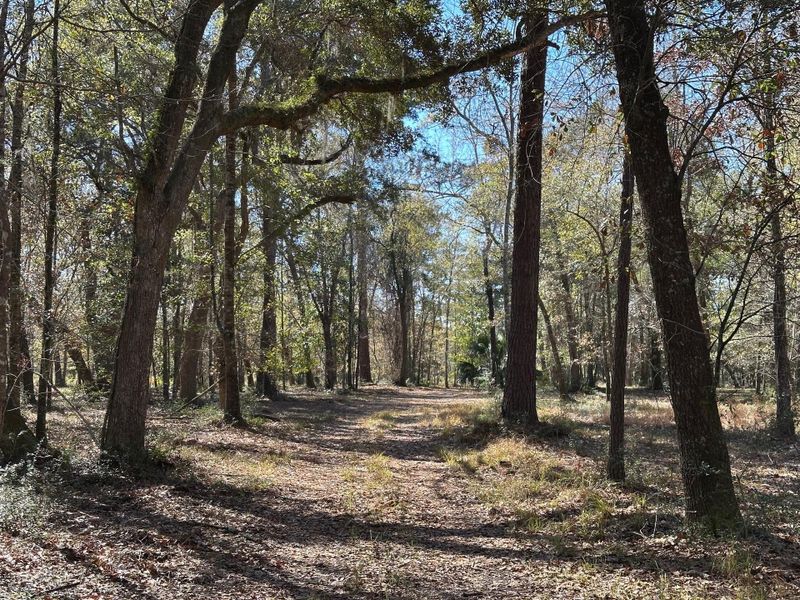 Natural landscape and outdoor views near  in Wadmalaw Island (Image 5).