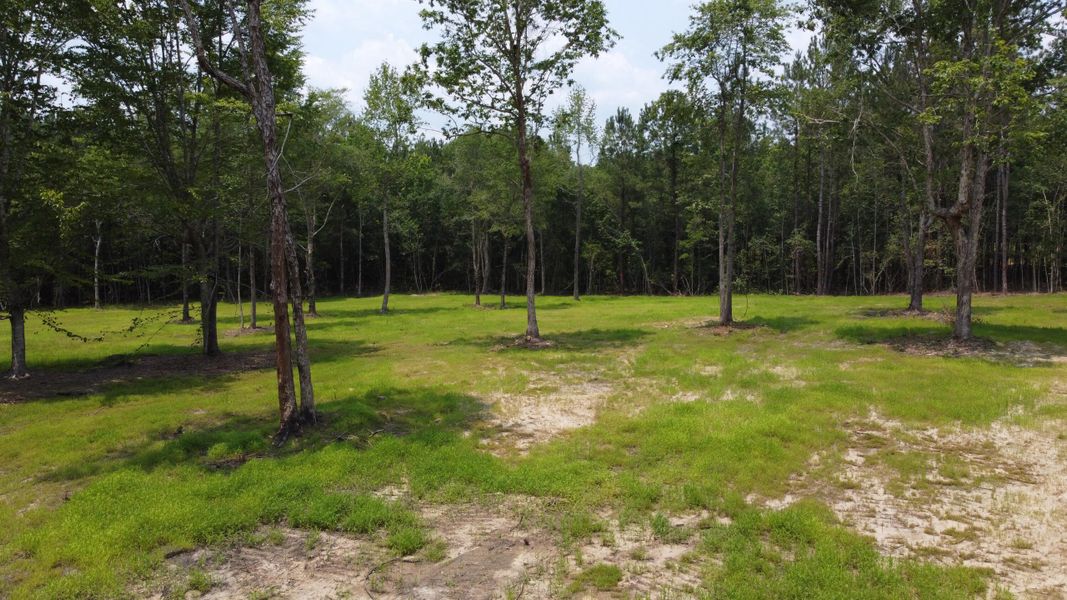 Natural landscape and outdoor views near  in Huger (Image 20).