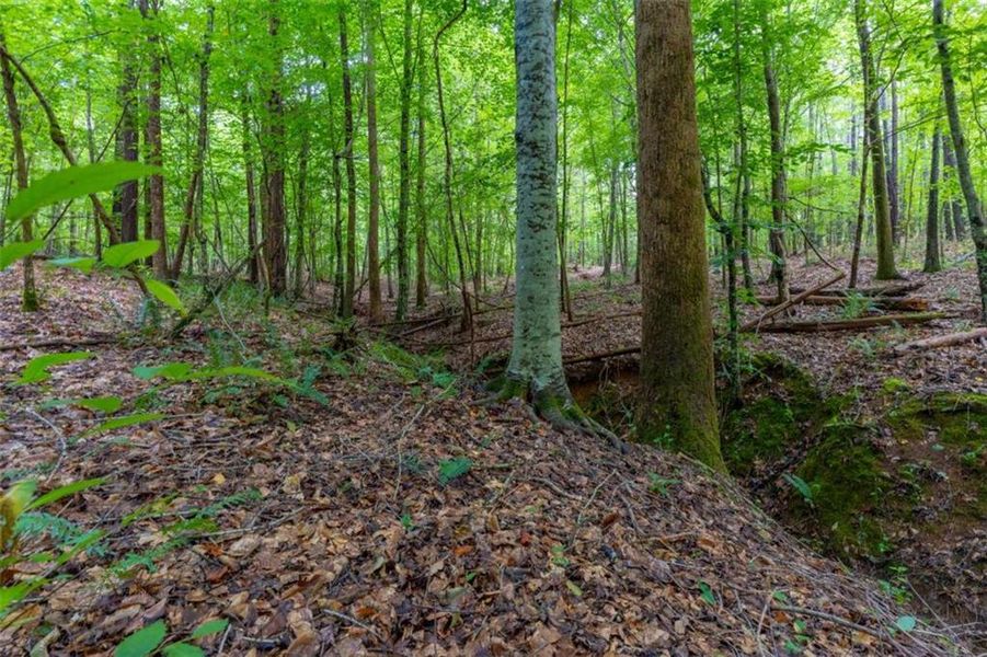 Natural landscape and outdoor views near in Monticello (Image 37). Natural landscape and outdoor views near in Monticello (Image 37).