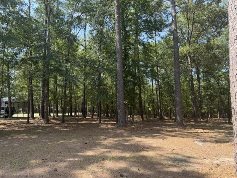Natural landscape and outdoor views near  in Summerton (Image 25).
