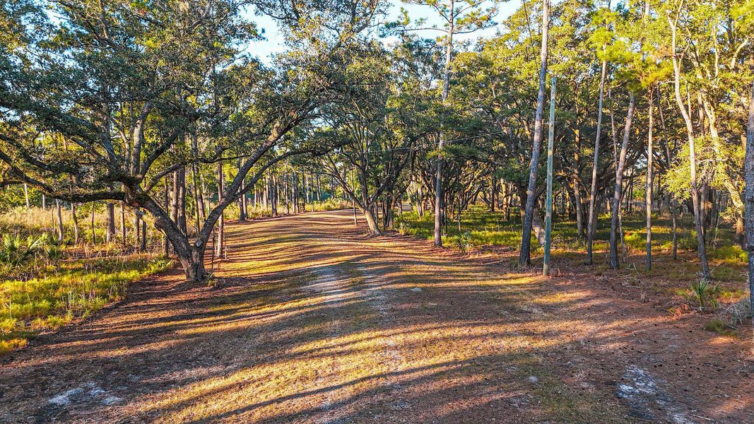 Natural landscape and outdoor views near  in Edisto Island (Image 20).