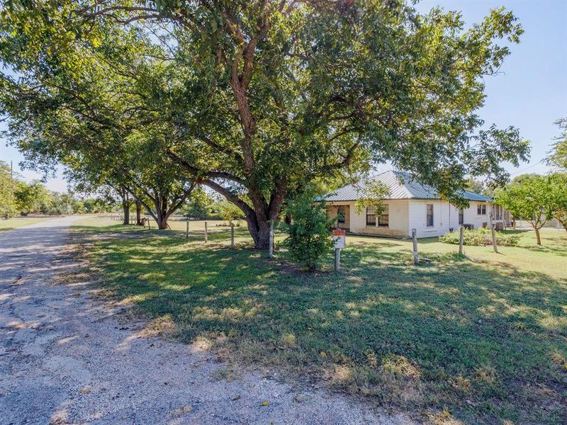 fruit trees fruit trees