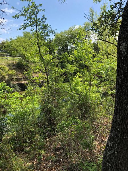 View of the wooded area up to the part of the creek