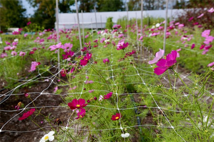 Natural landscape and outdoor views near  in Land O' Lakes (Image 46).