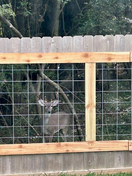 View of deer from backyard.