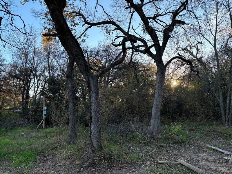 Back Yard Trees