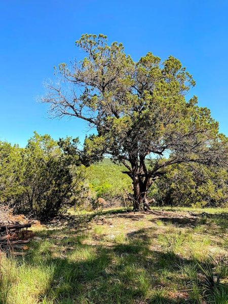Natural landscape and outdoor views near  in Wimberley (Image 22).