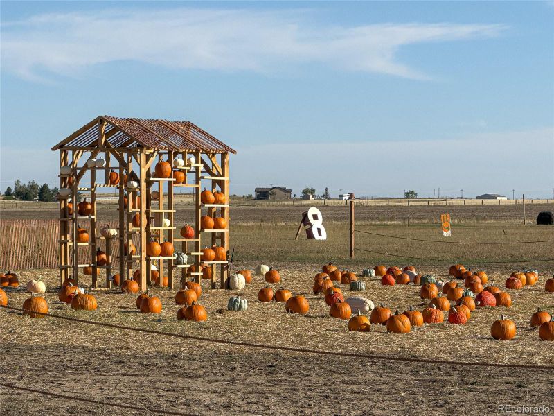 Close by pumpkin patch Close by pumpkin patch