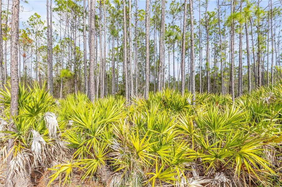 Natural landscape and outdoor views near  in St. Augustine (Image 61).