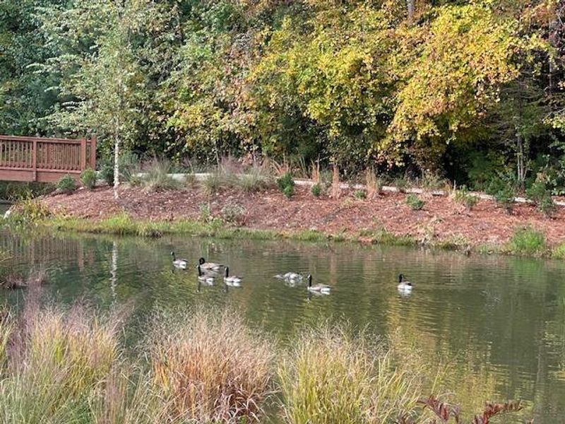 Natural landscape and outdoor views near Ecco Park in Alpharetta (Image 37). Natural landscape and outdoor views near Ecco Park in Alpharetta (Image 37).