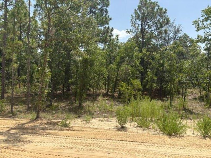 Natural landscape and outdoor views near  in Ocala (Image 8).