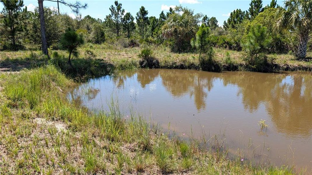 Natural landscape and outdoor views near  in Punta Gorda (Image 40).