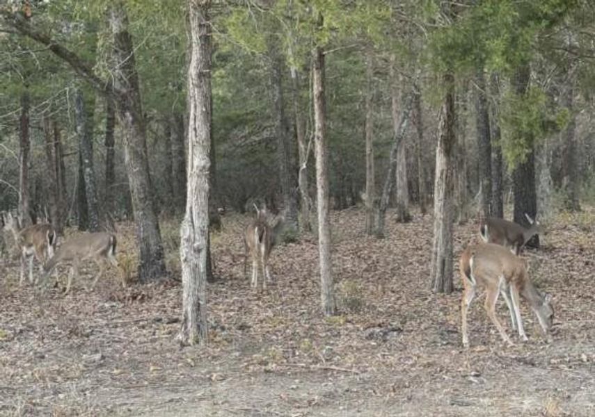 Natural landscape and outdoor views near in Scroggins (Image 34). Natural landscape and outdoor views near in Scroggins (Image 34).