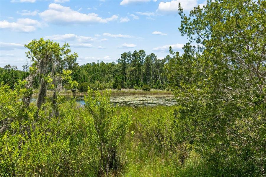 Natural landscape and outdoor views near Deerbrook in Land O' Lakes (Image 74).