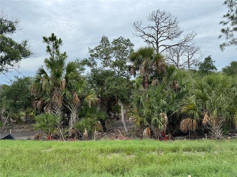 Natural landscape and outdoor views near Grand Park in Sarasota (Image 27). Natural landscape and outdoor views near Grand Park in Sarasota (Image 27).