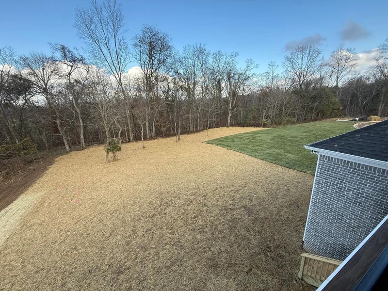 The Dresden D Rear Yard