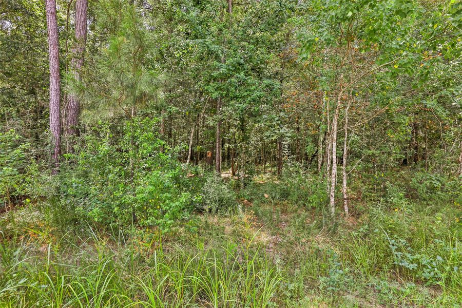 Natural landscape and outdoor views near  in Anahuac (Image 36).