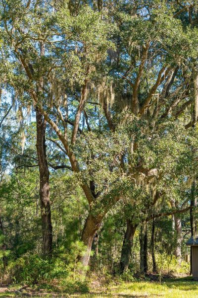 Natural landscape and outdoor views near  in Johns Island (Image 67).