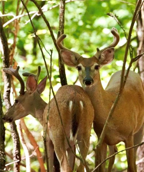 Image 89 of a home in .