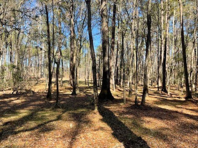 Natural landscape and outdoor views near  in Summerville (Image 16).