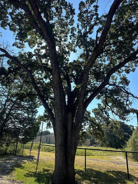 Natural landscape and outdoor views near  in Streetman (Image 26).