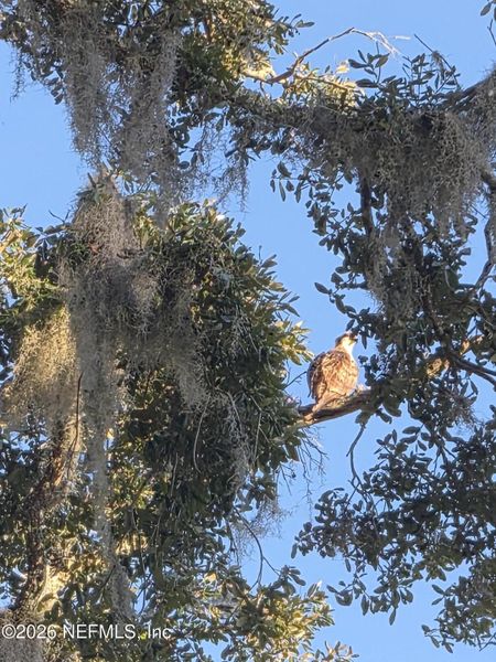 Natural landscape and outdoor views near Condo Collection at Grand Vue at Interlocken in Fernandina Beach (Image 32).