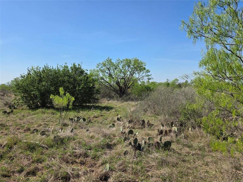 Natural landscape and outdoor views near  in San Saba (Image 12).