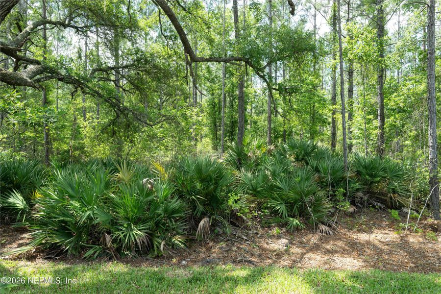 Natural landscape and outdoor views near  in St. Johns (Image 78).