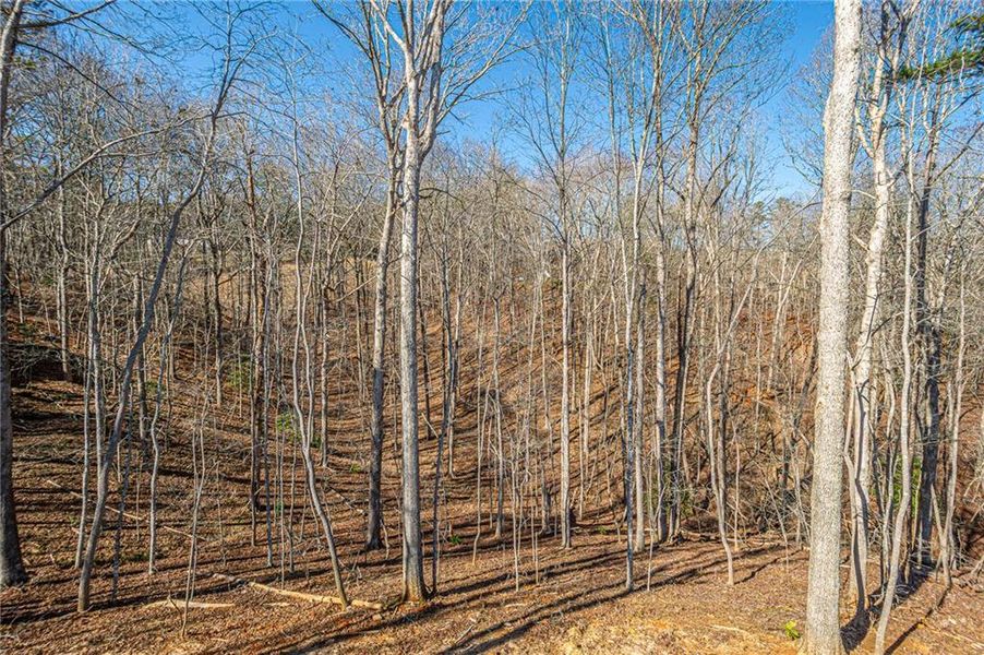 Natural landscape and outdoor views near  in Dahlonega (Image 43).