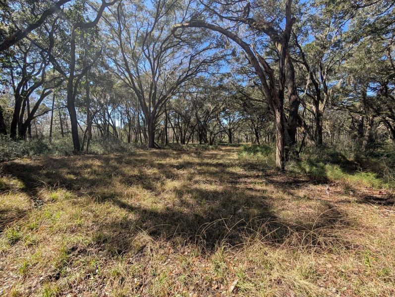 Natural landscape and outdoor views near  in Edisto Island (Image 38).